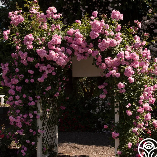 Lavender Lassie>Heirloom Roses