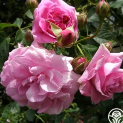 Lavender Lassie><noscript><img width=
