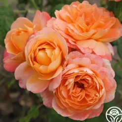 Lawrence Of Arabia™>Heirloom Roses Sale
