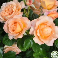 Lawrence Of Arabia™>Heirloom Roses Sale