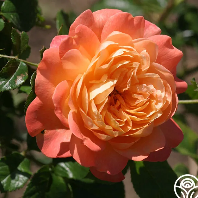 Lawrence Of Arabia™>Heirloom Roses Sale