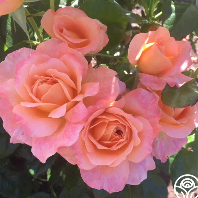 Lawrence Of Arabia™>Heirloom Roses Sale