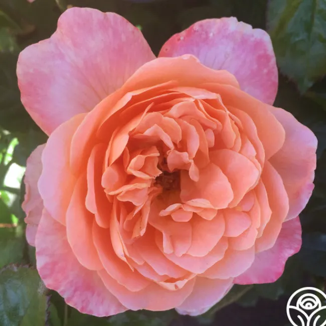 Lawrence Of Arabia™>Heirloom Roses Sale