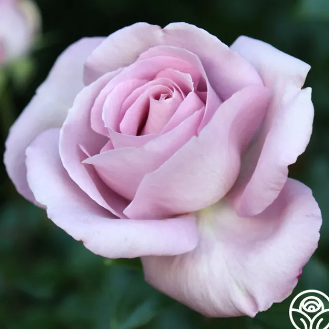 Le Petit Prince>Heirloom Roses Hot