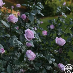 Le Petit Prince>Heirloom Roses Hot