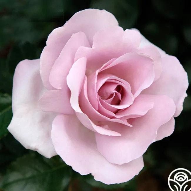 Le Petit Prince>Heirloom Roses Hot