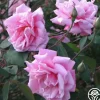 Le Vésuve>Heirloom Roses Best