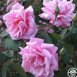 Le Vésuve>Heirloom Roses Best
