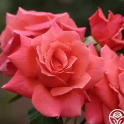 Leaping Salmon>Heirloom Roses Outlet