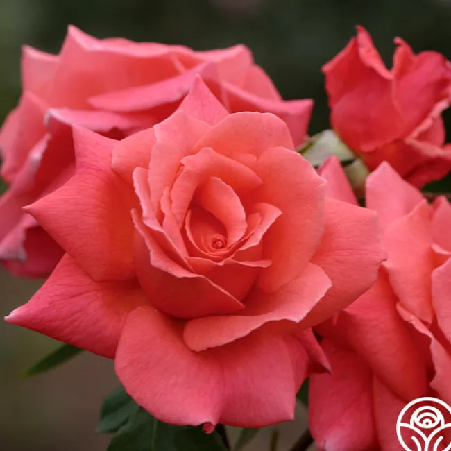 Leaping Salmon>Heirloom Roses Outlet