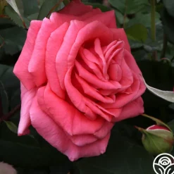 Leaping Salmon>Heirloom Roses Outlet
