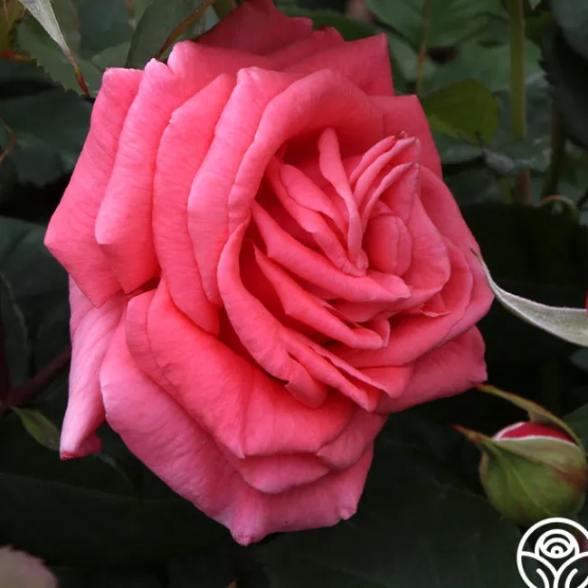 Leaping Salmon>Heirloom Roses Outlet