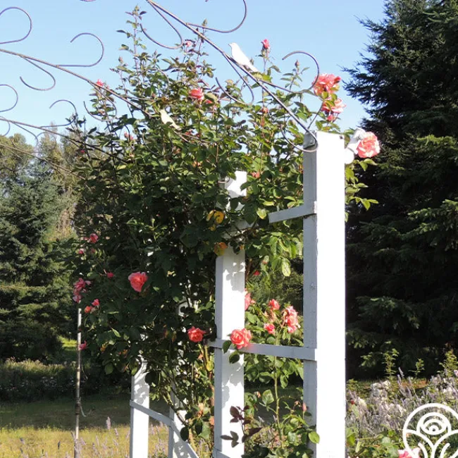 Leaping Salmon>Heirloom Roses Outlet