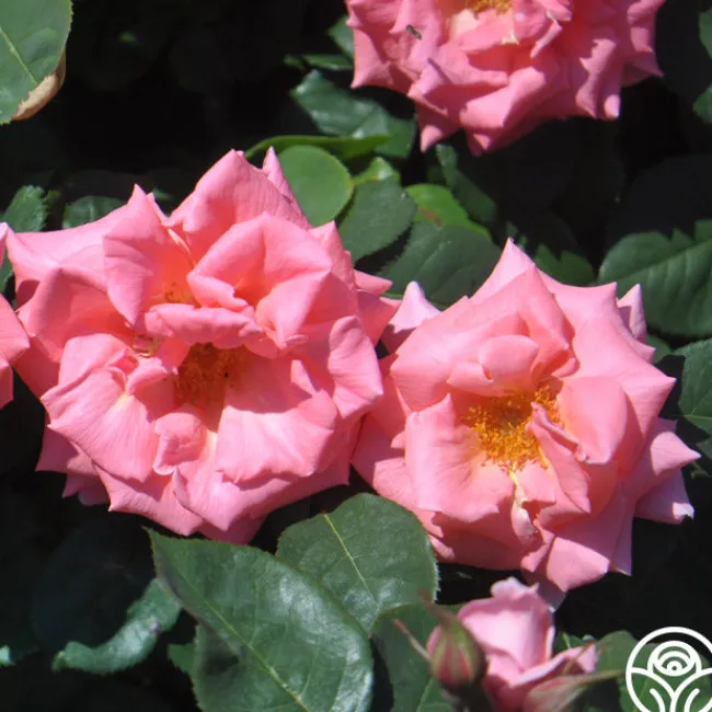 Leaping Salmon>Heirloom Roses Outlet