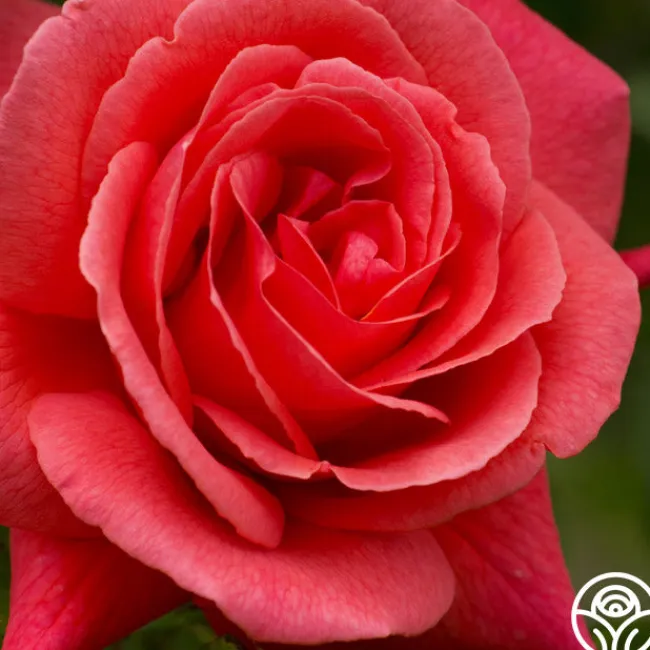 Leaping Salmon>Heirloom Roses Outlet