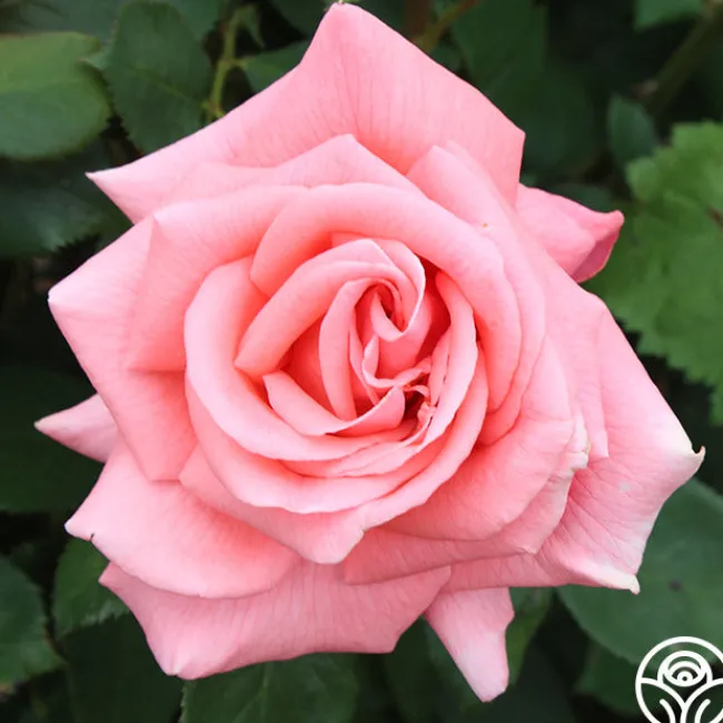 Leaping Salmon>Heirloom Roses Outlet