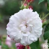 Leda>Heirloom Roses Outlet
