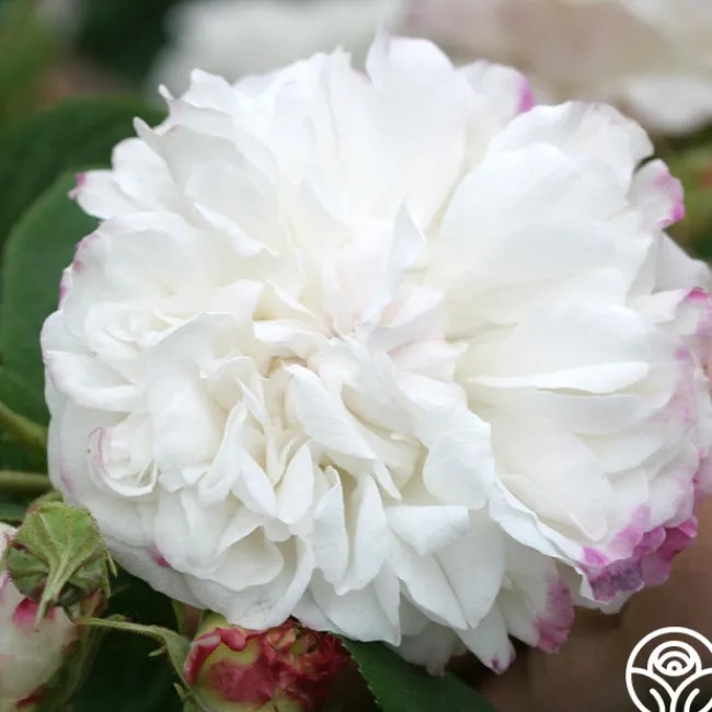 Leda>Heirloom Roses Outlet