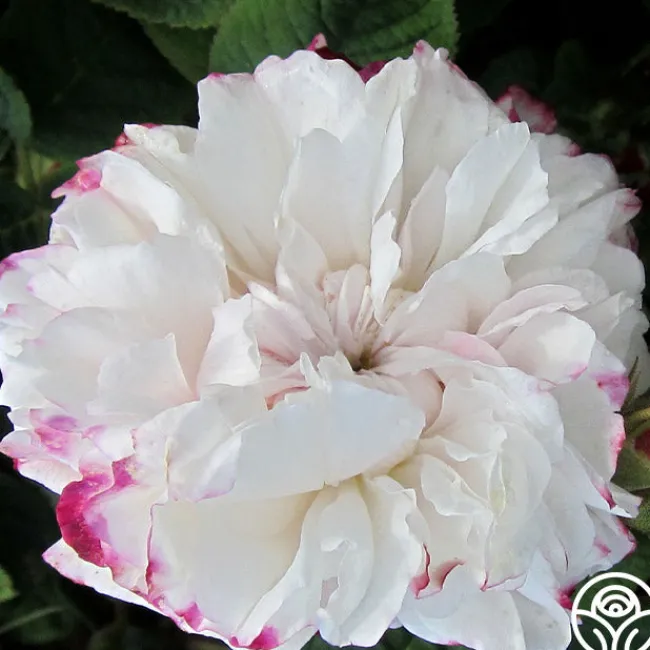 Leda>Heirloom Roses Outlet