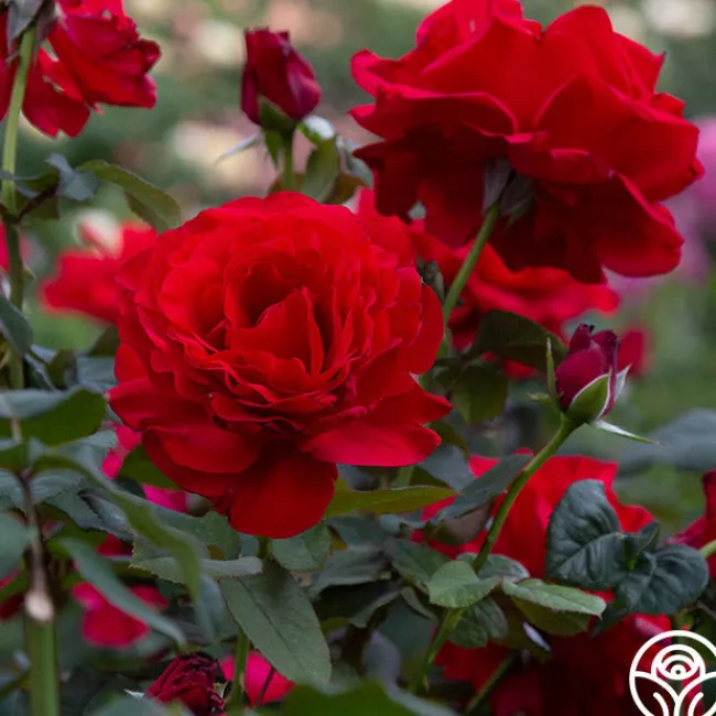 Legends™>Heirloom Roses Best