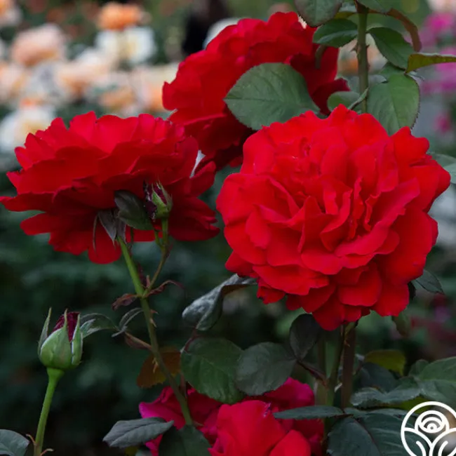 Legends™>Heirloom Roses Best