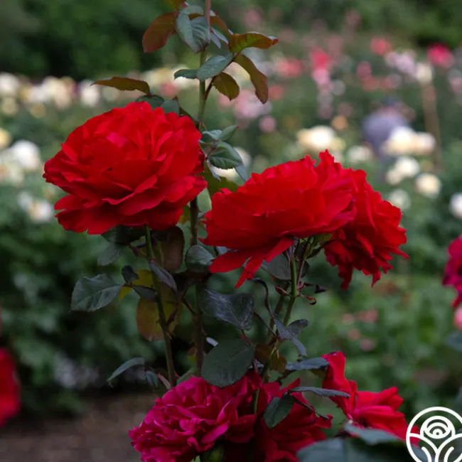 Legends™>Heirloom Roses Best