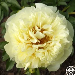Lemon Chiffon>Heirloom Roses Clearance