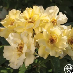 Lemon Drift®>Heirloom Roses Sale