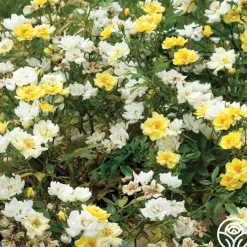 Lemon Drift®><noscript><img width=