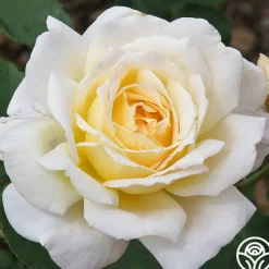 Lemon Spice>Heirloom Roses Hot