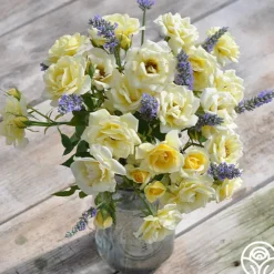 Lemon Spice>Heirloom Roses Hot