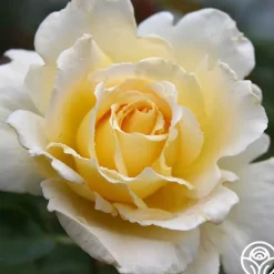 Lemon Spice><noscript><img width=
