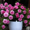 Leonardo Da Vinci®>Heirloom Roses Outlet