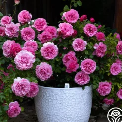 Leonardo Da Vinci®>Heirloom Roses Outlet