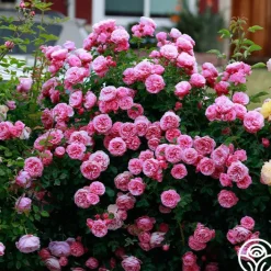 Leonardo Da Vinci®>Heirloom Roses Outlet