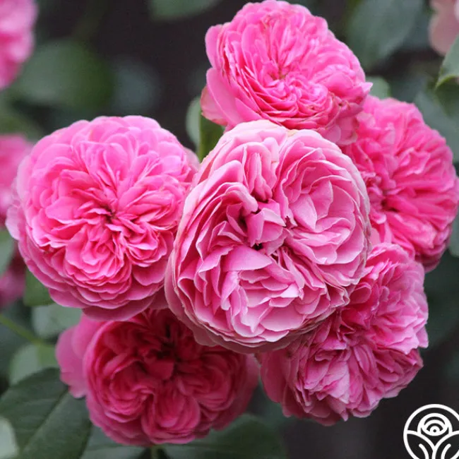 Leonardo Da Vinci®>Heirloom Roses Outlet