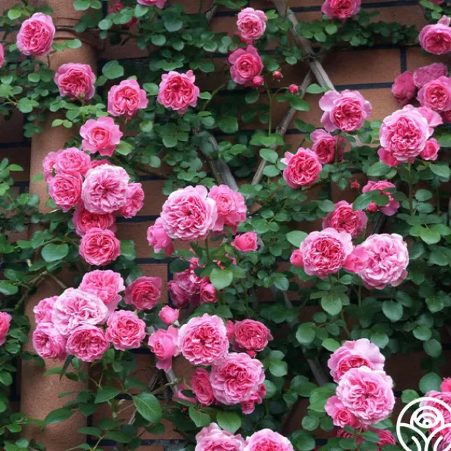 Leonardo Da Vinci®>Heirloom Roses Outlet