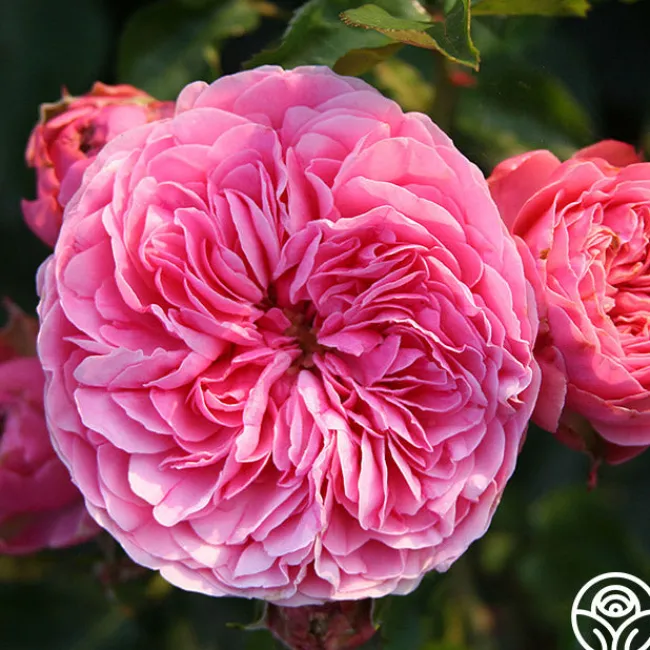Leonardo Da Vinci®>Heirloom Roses Outlet