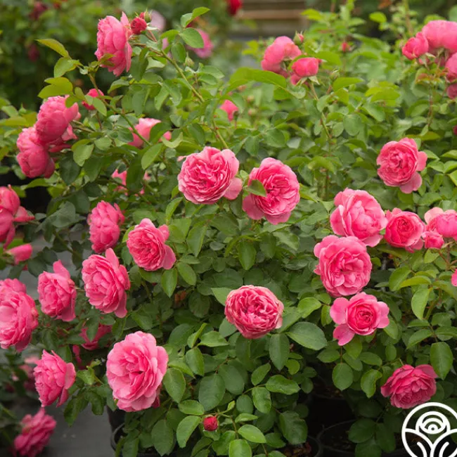 Leonardo Da Vinci®>Heirloom Roses Outlet