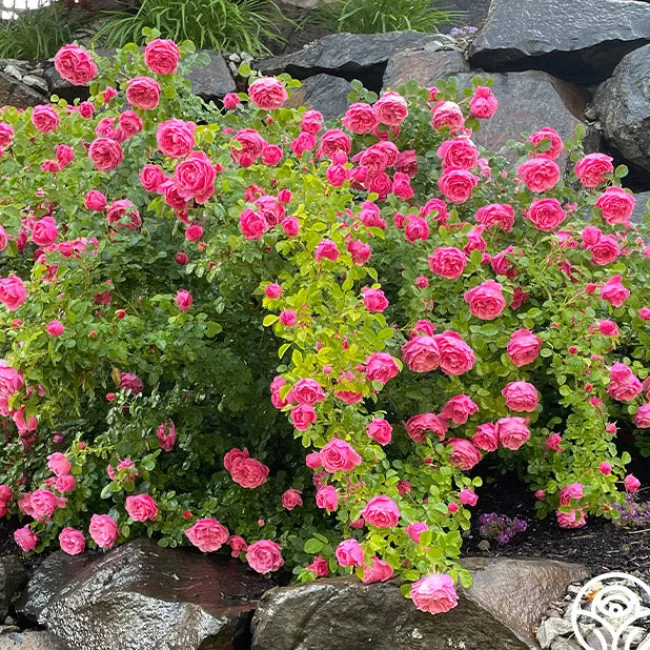 Leonardo Da Vinci®>Heirloom Roses Outlet