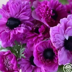 Levante Fucsia>Heirloom Roses Sale