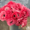 Levante Rosa>Heirloom Roses Outlet