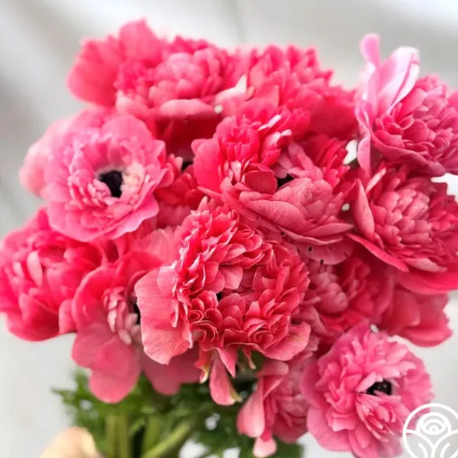 Levante Rosa>Heirloom Roses Outlet