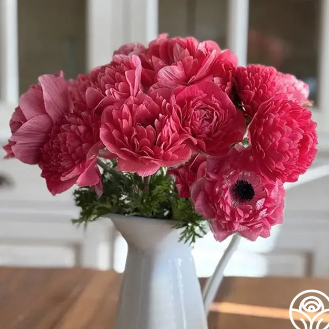 Levante Rosa>Heirloom Roses Outlet