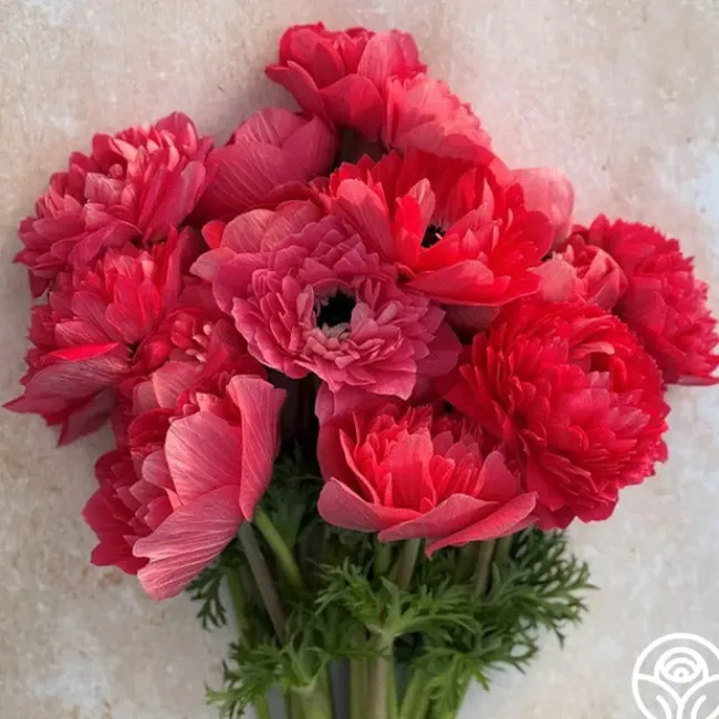 Levante Rosa>Heirloom Roses Outlet