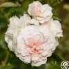 Lexy™>Heirloom Roses Sale