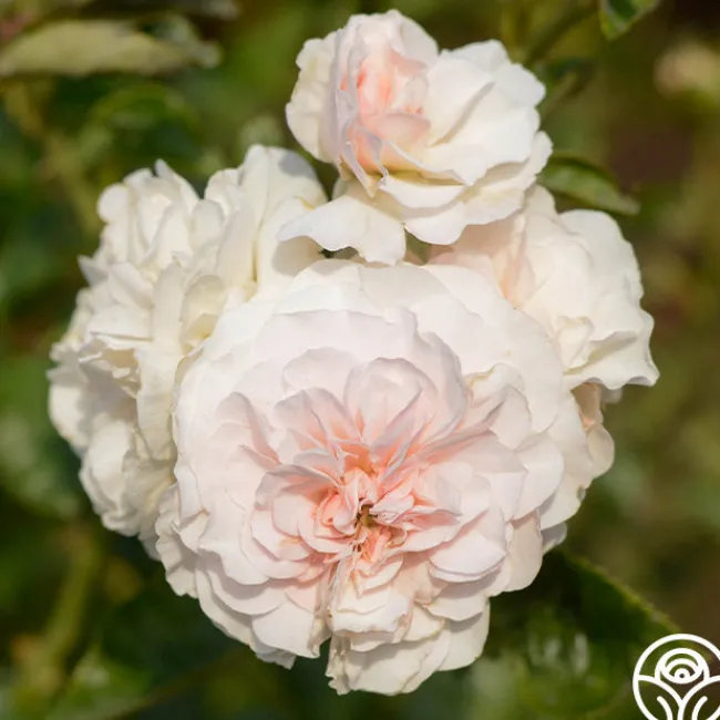 Lexy™>Heirloom Roses Sale