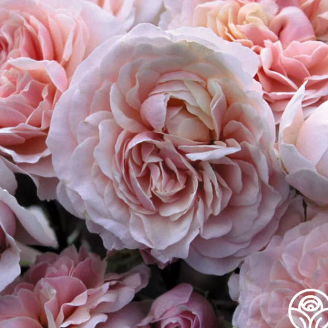 Lexy™>Heirloom Roses Sale