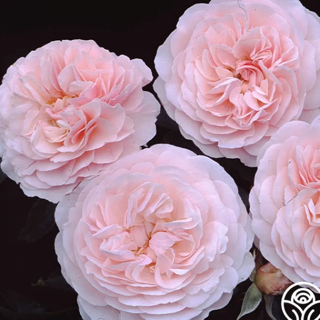 Lexy™>Heirloom Roses Sale