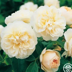 Lichfield Angel>Heirloom Roses Sale